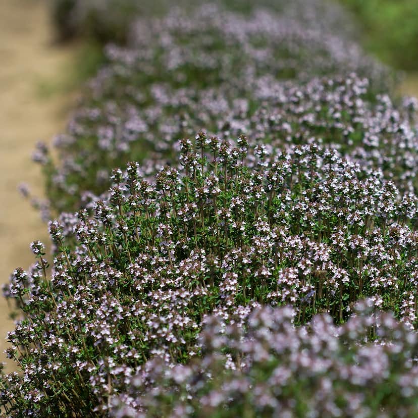 Kryddtimjan Omnia Garden