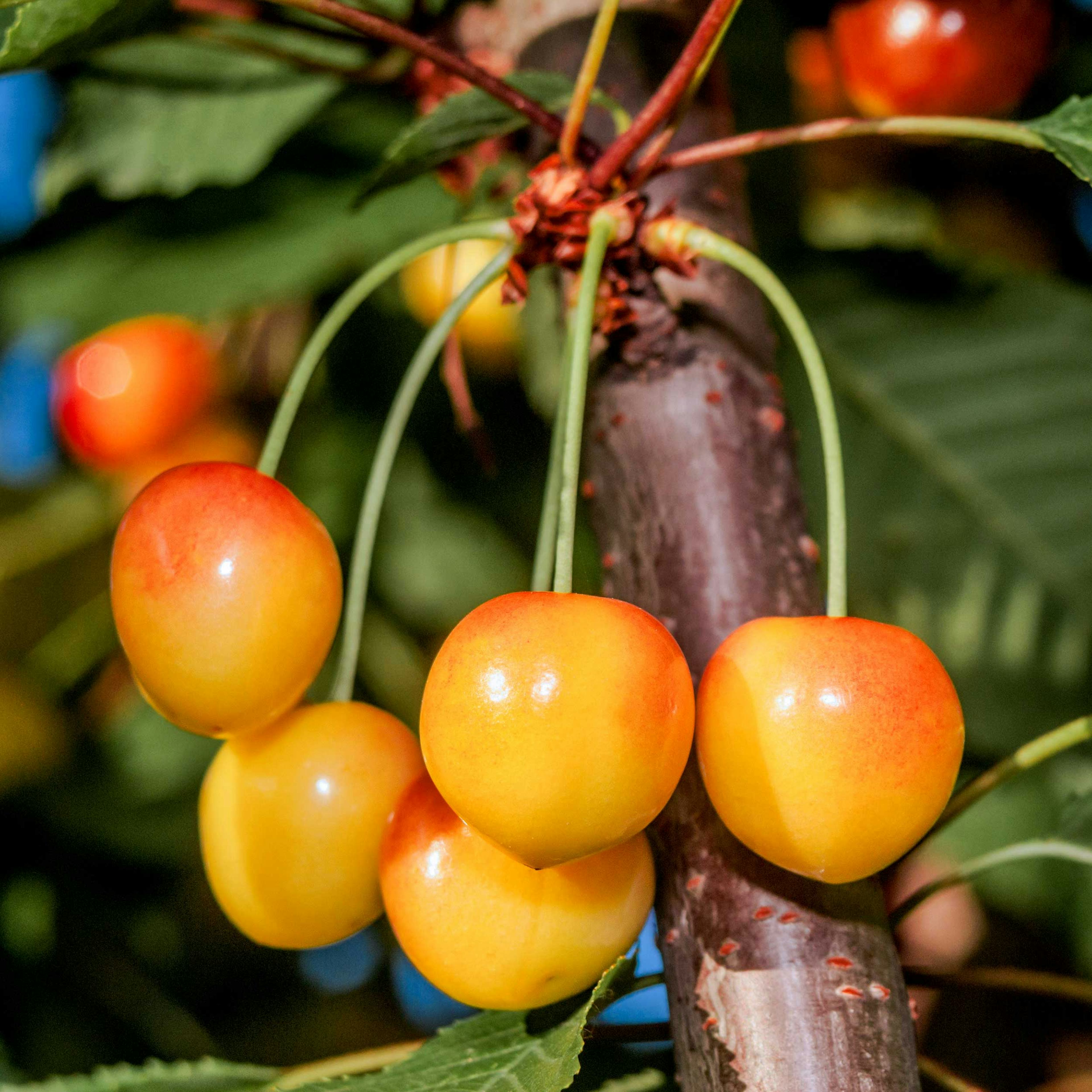 Sötkörsbärsträd Omnia Garden Büttners Späte Rote Knorpelkirsche E