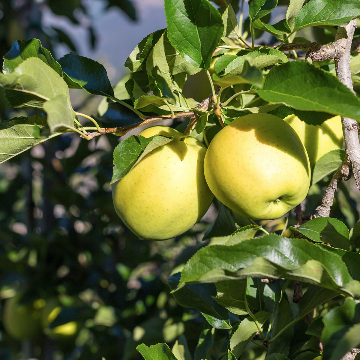 Äppleträd Omnia Garden Silva