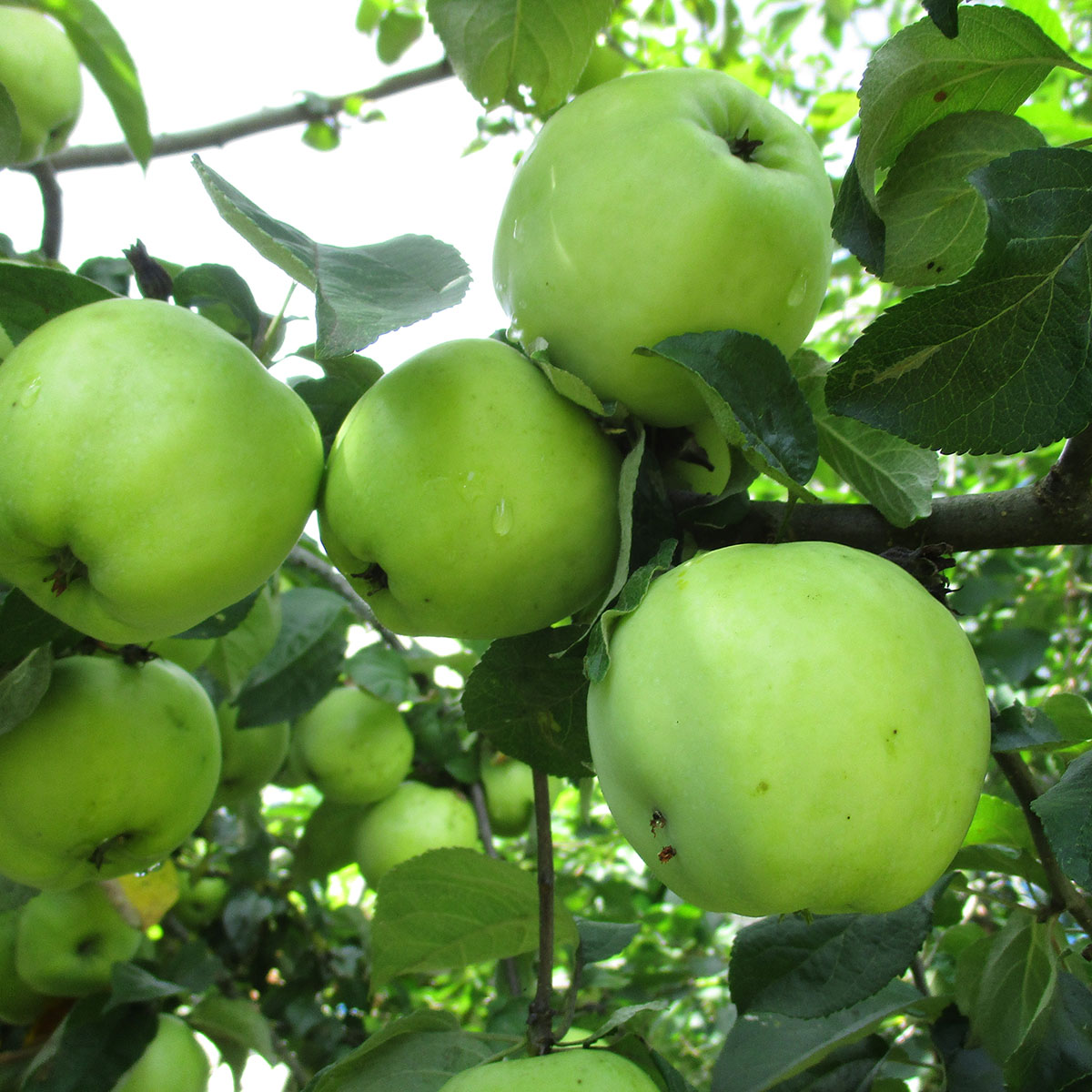 Äppleträd Omnia Garden Silva