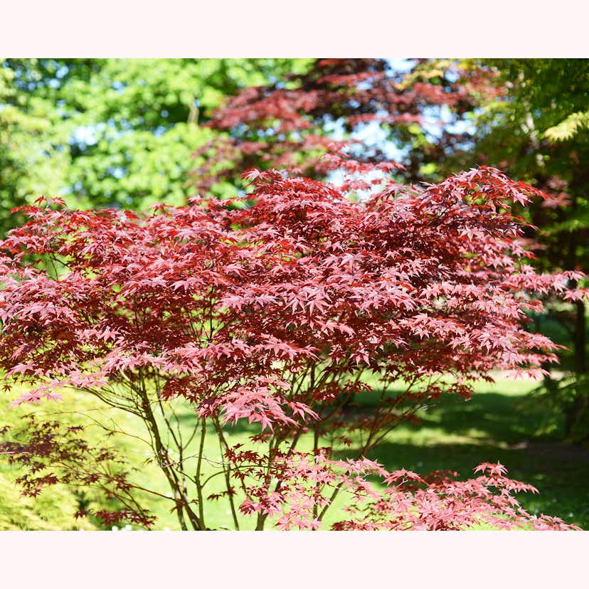 Prydnadsbuske Omnia Garden Japansk Lönn Bloodgood