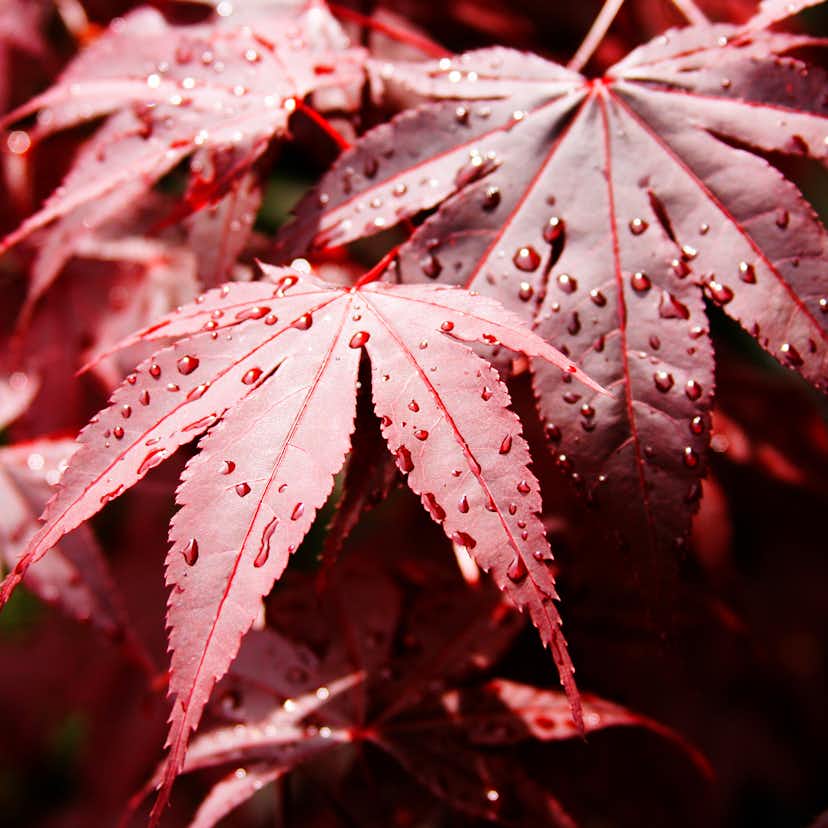 Prydnadsbuske Omnia Garden Japansk Lönn Bloodgood