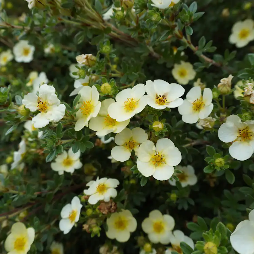 Marktäckare Omnia Garden Klätterbenved Euonymus fort. Emerald Gaiety
