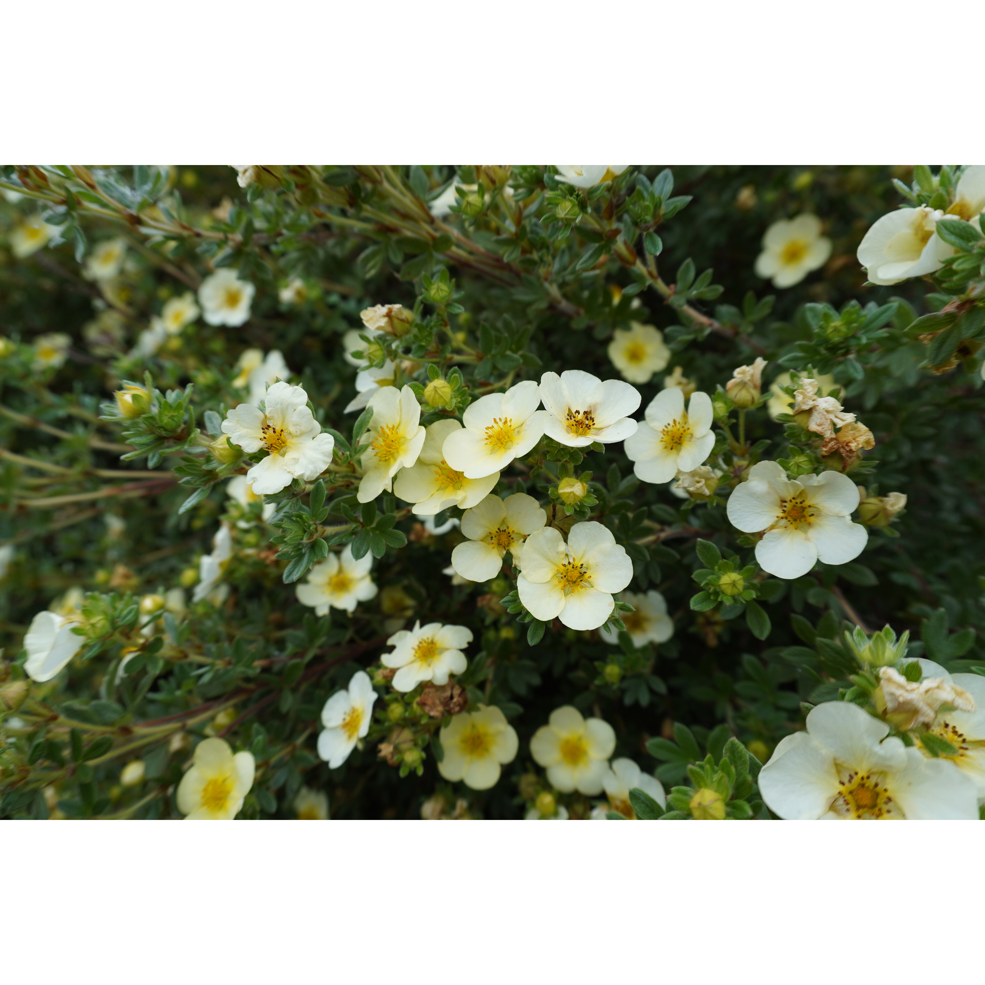 Planta Häck Omnia Garden Trädgårdstok Sandved