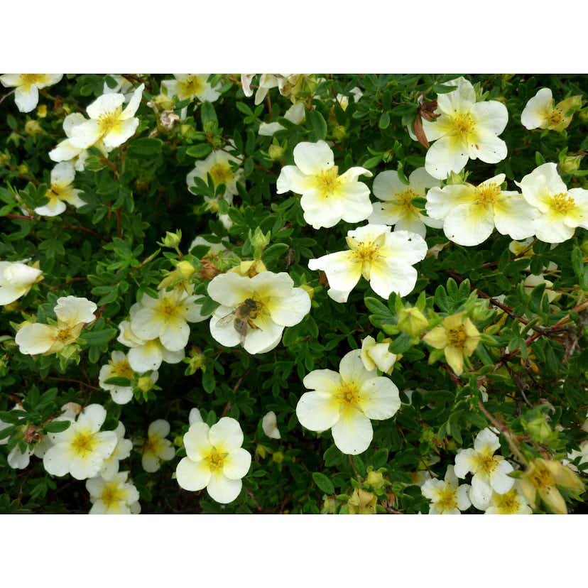 Planta Häck Omnia Garden Trädgårdstok Sandved