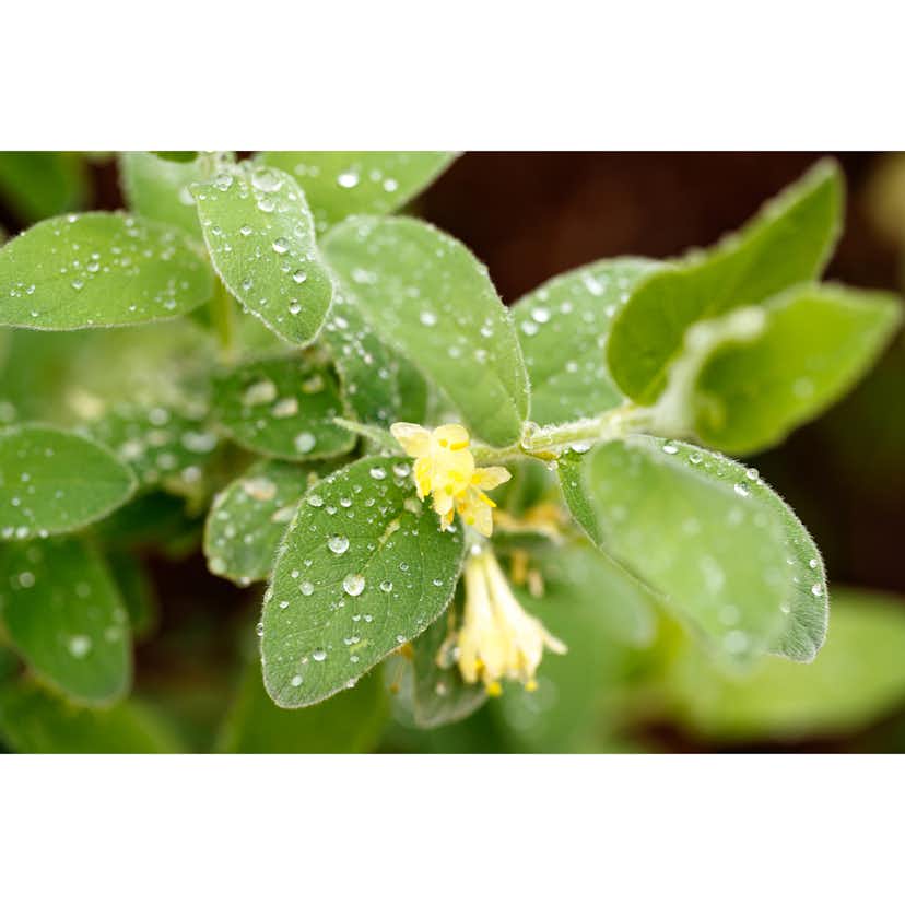 Planta Häck Omnia Garden Blåbärstry Anja E