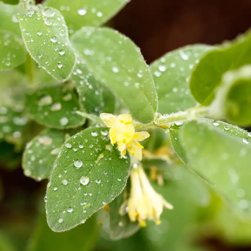 Marktäckare Omnia Garden Murgröna Storbladig