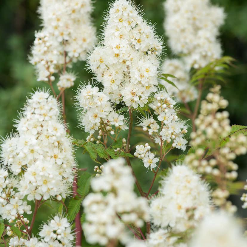 Planta Omnia Garden Prakthypericum