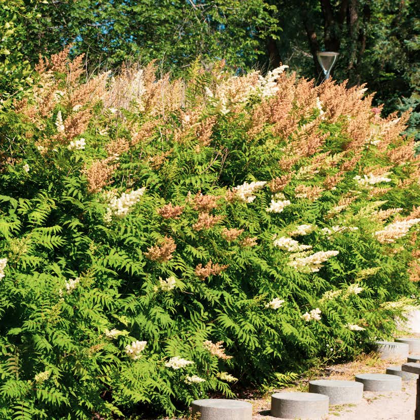 Planta Omnia Garden Prakthypericum