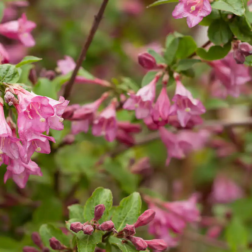 Planta Perenn Omnia Garden Rosenprakttry Korea E