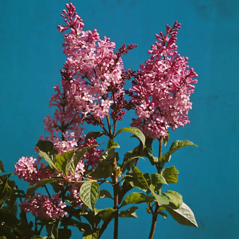 Planta Bukettapel Omnia Garden