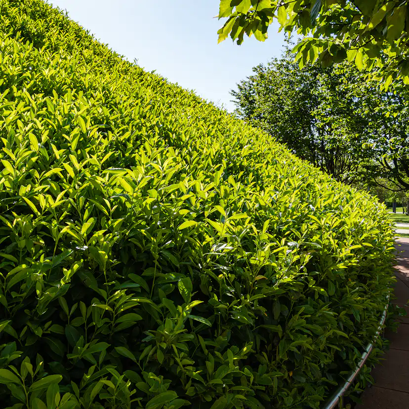 Häck Omnia Garden Lagerhägg Novita
