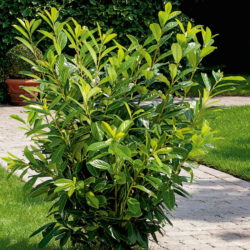 Planta Ölandstok Omnia Garden 30-50cm Krukodlade