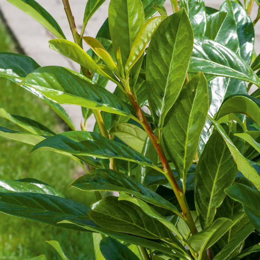 Planta Ölandstok Omnia Garden 30-50cm Krukodlade