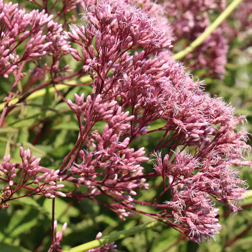 Planta Ölandstok Omnia Garden "Pink Beauty"