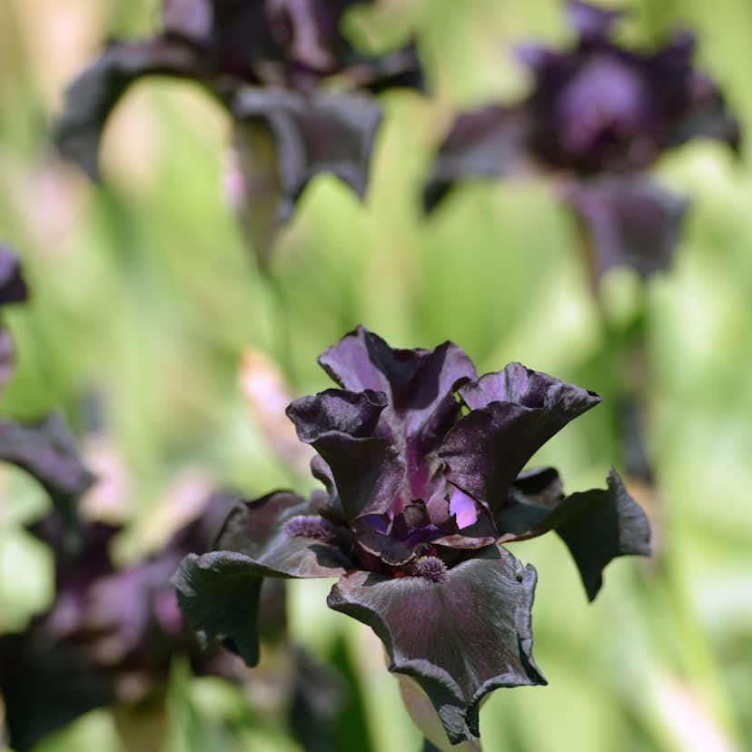 Planta Omnia Garden Fläder Bålsta 20-40cm