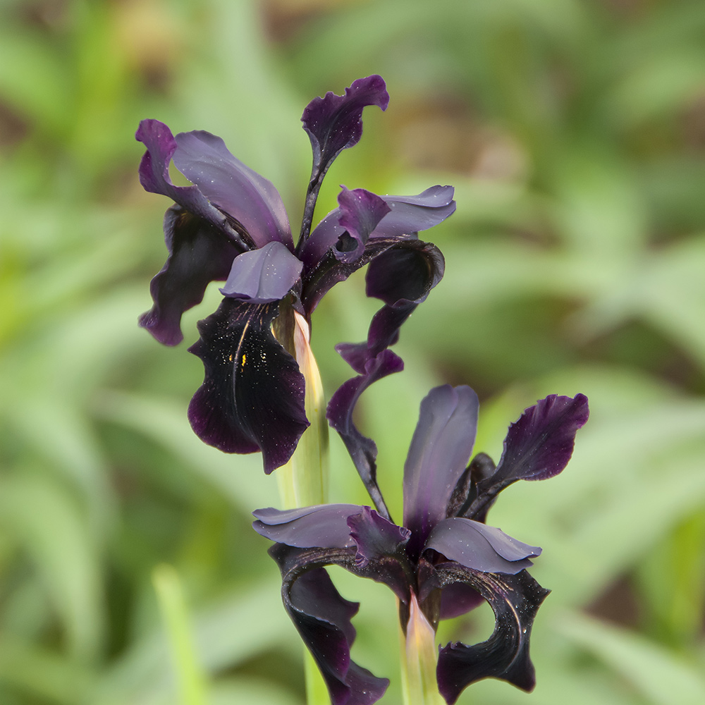 Planta Perenn Omnia Garden Sammetsiris