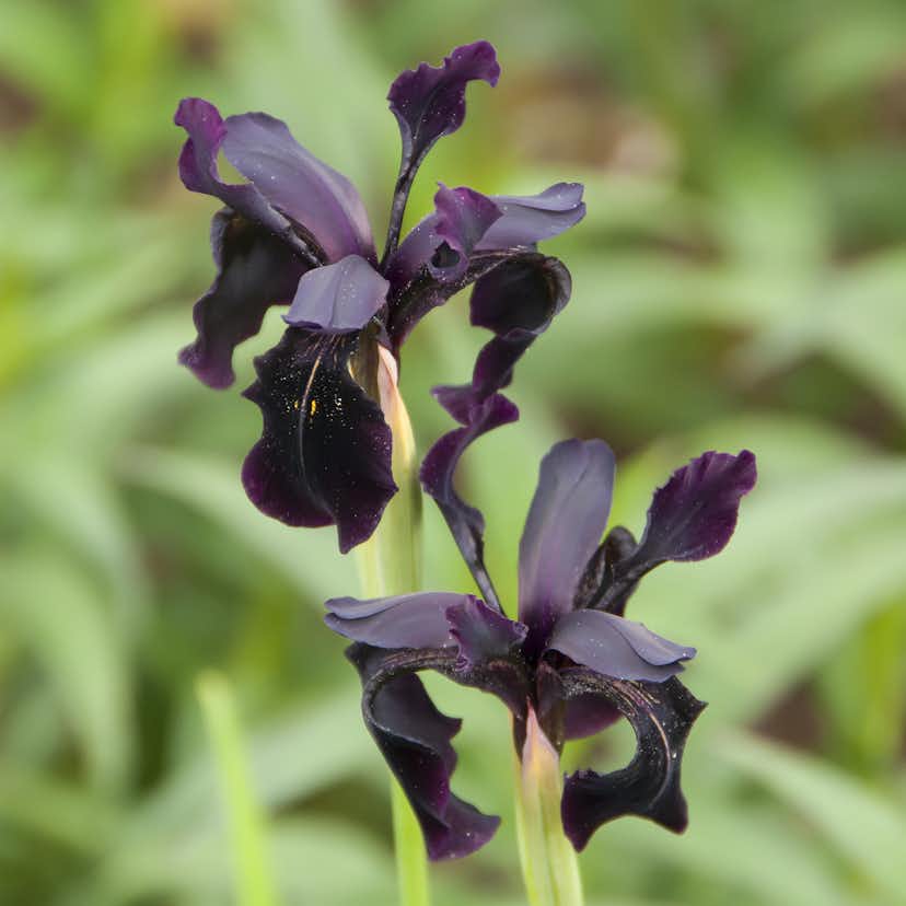 Planta Omnia Garden Fläder Bålsta 20-40cm