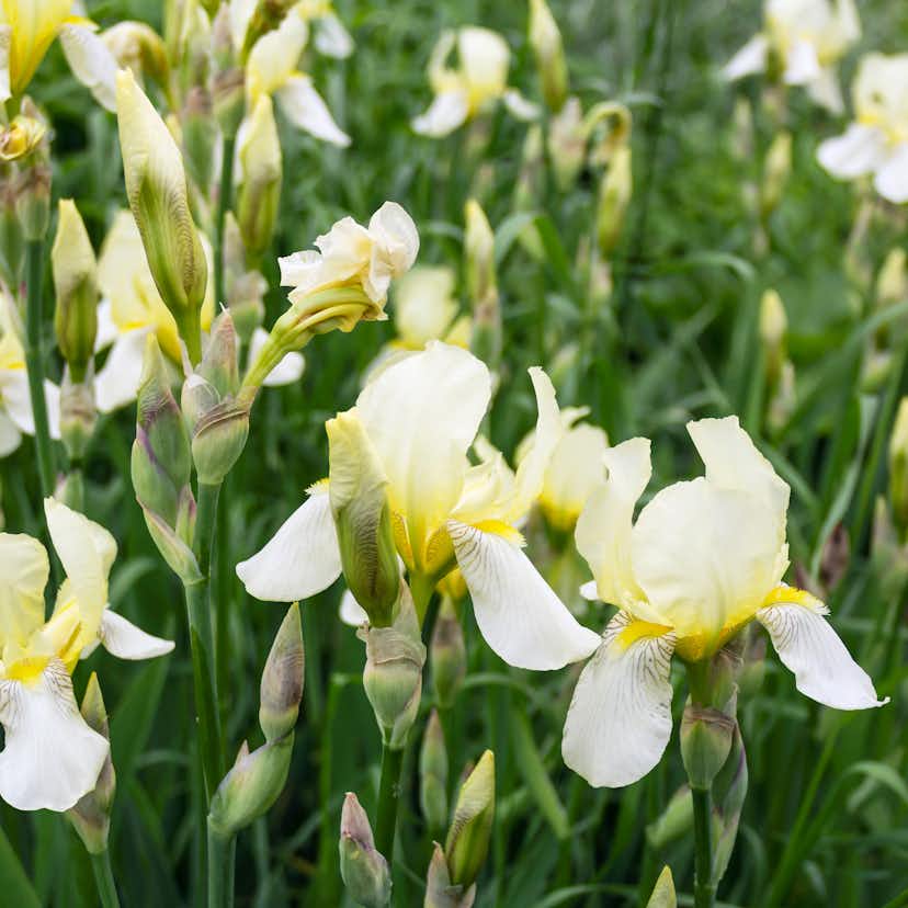 Planta Omnia Garden Fläder Bålsta 20-40cm