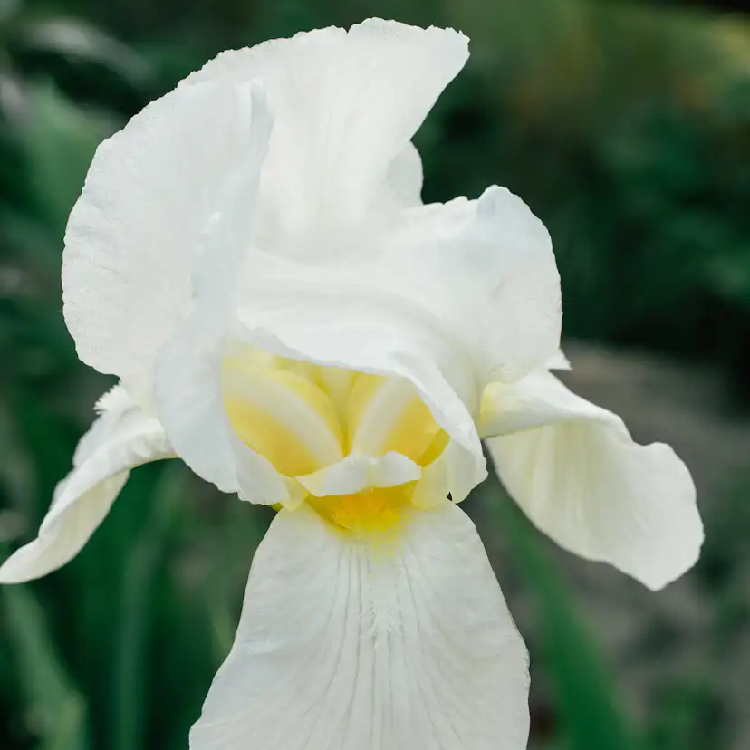 Planta Oxel Omnia Garden 30-50cm Krukodlade