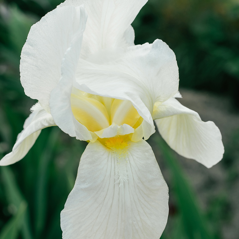 Planta Perenn Omnia Garden Violiris