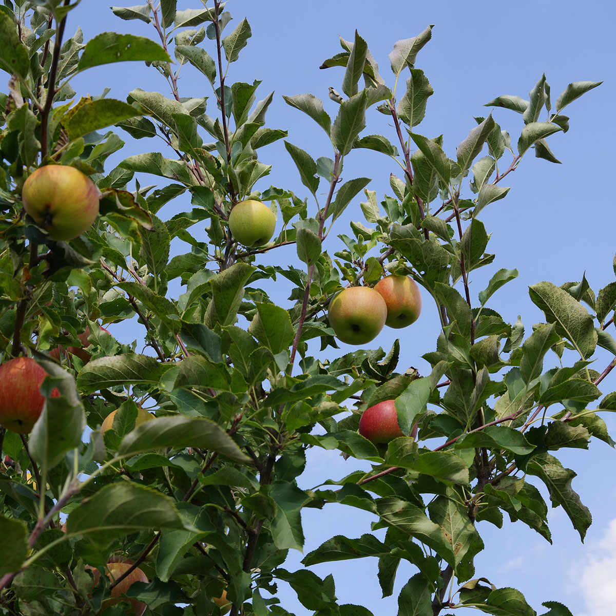 Planta Fruktträd Omnia Garden Familjeträd Äpple inkl Uppbindningskit