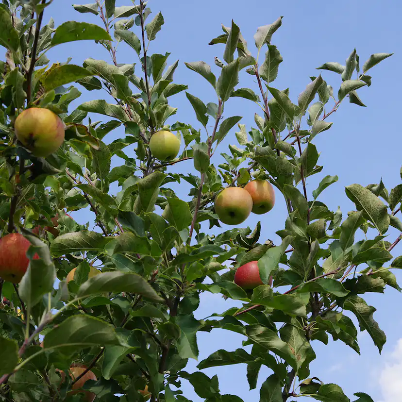 Planta Fruktträd Omnia Garden Familjeträd Äpple inkl Uppbindningskit
