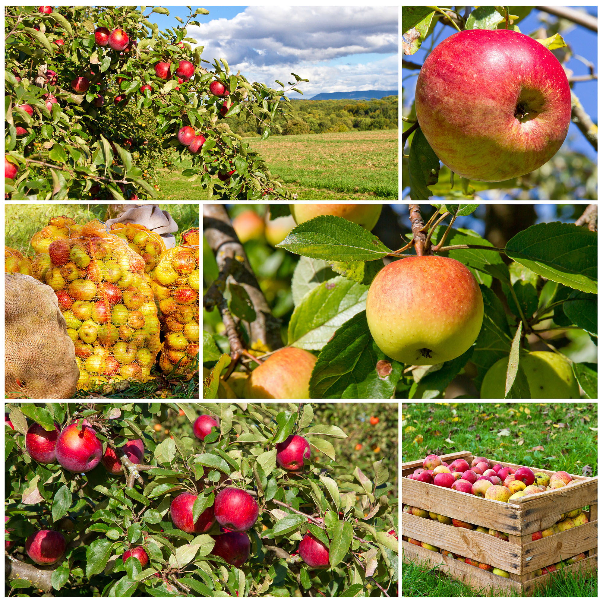 Planta Fruktträd Omnia Garden Familjeträd Äpple inkl Uppbindningskit