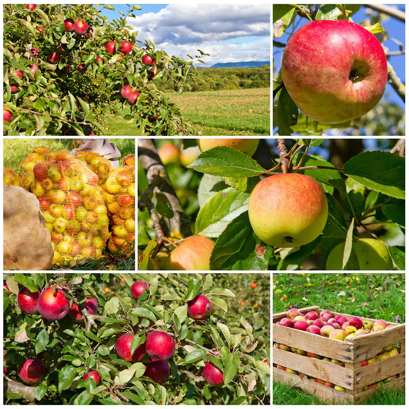 Planta Fruktträd Omnia Garden Familjeträd Äpple inkl Uppbindningskit