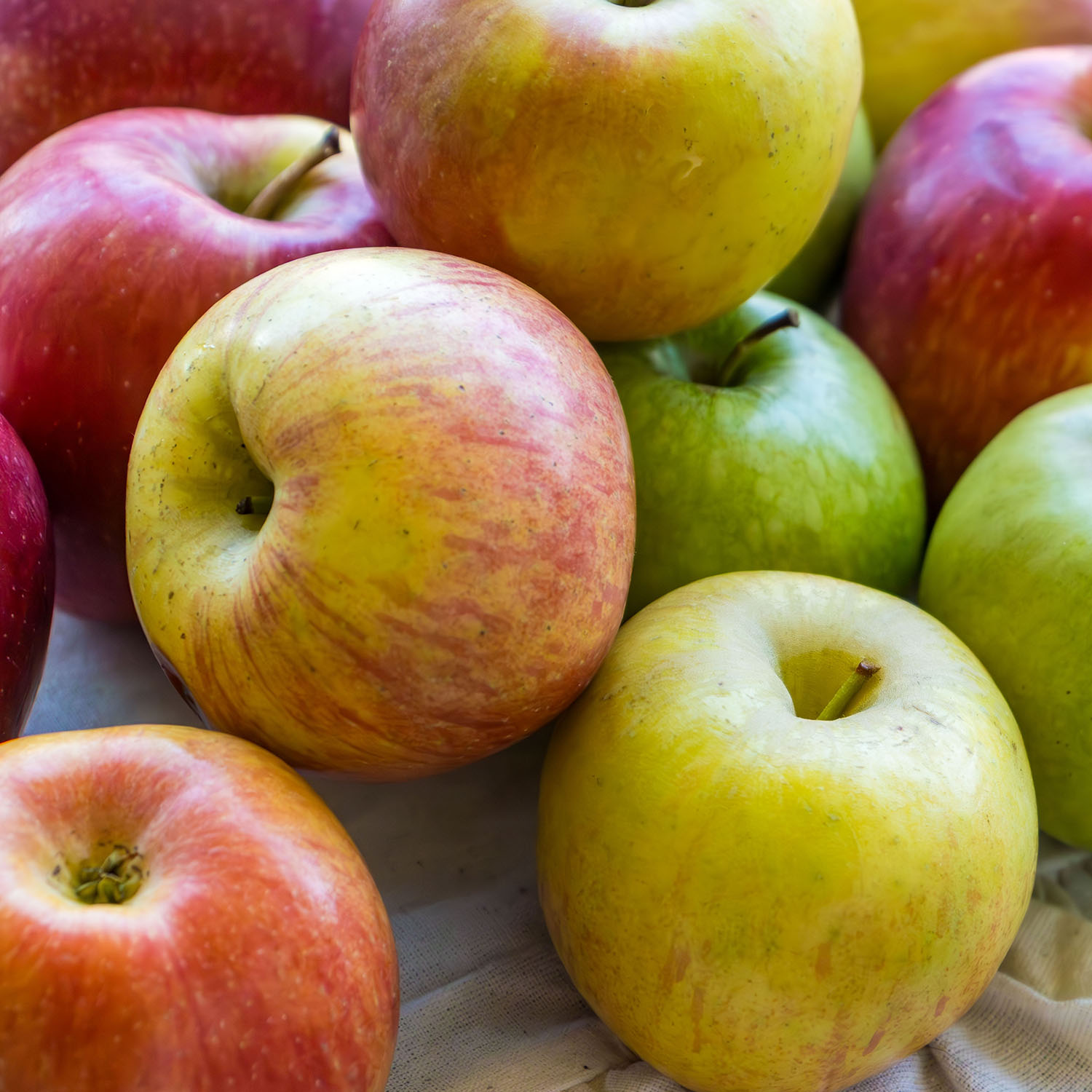 Planta Fruktträd Omnia Garden Familjeträd Äpple inkl Uppbindningskit