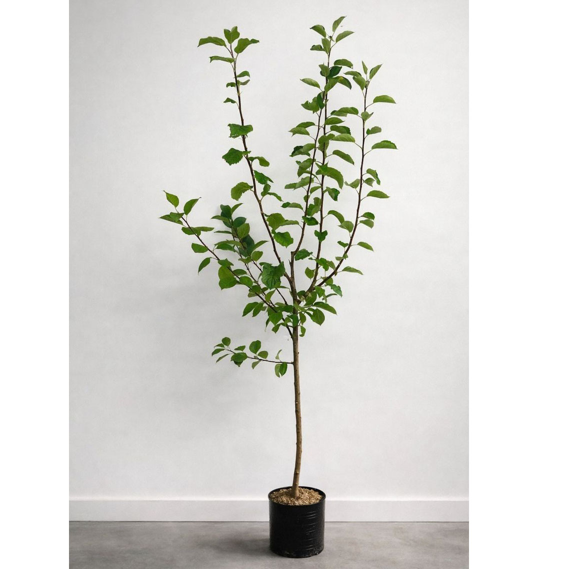 Planta Fruktträd Omnia Garden Familjeträd Äpple inkl Uppbindningskit