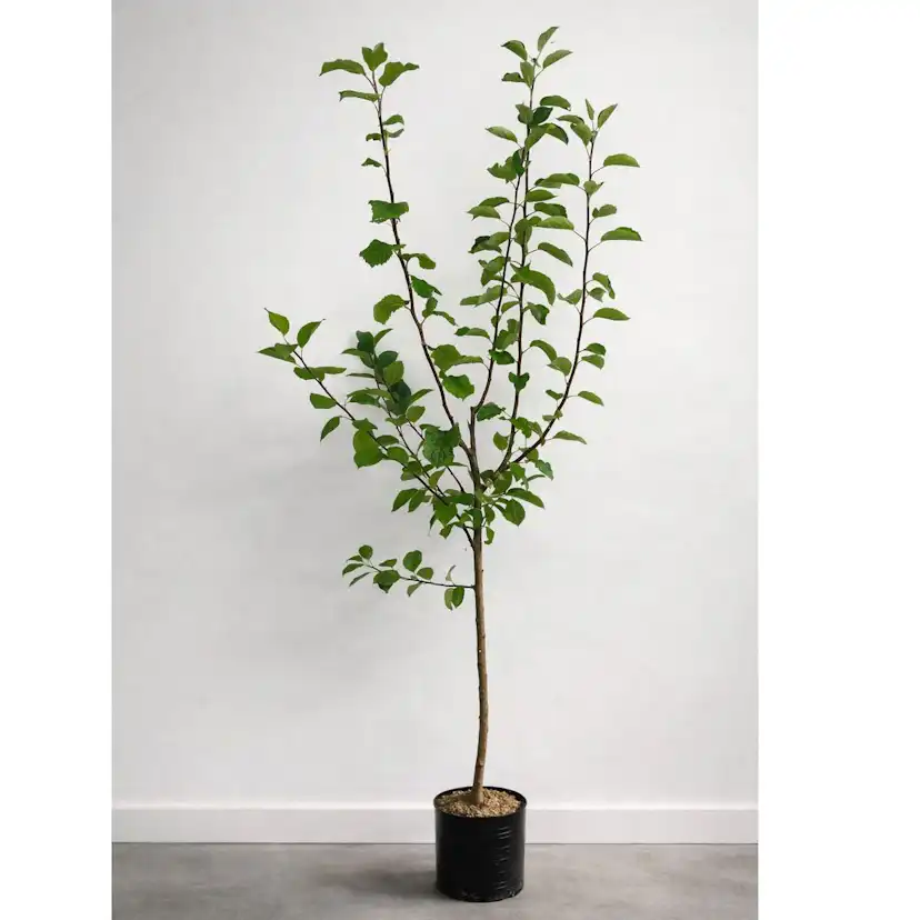 Planta Fruktträd Omnia Garden Familjeträd Äpple inkl Uppbindningskit