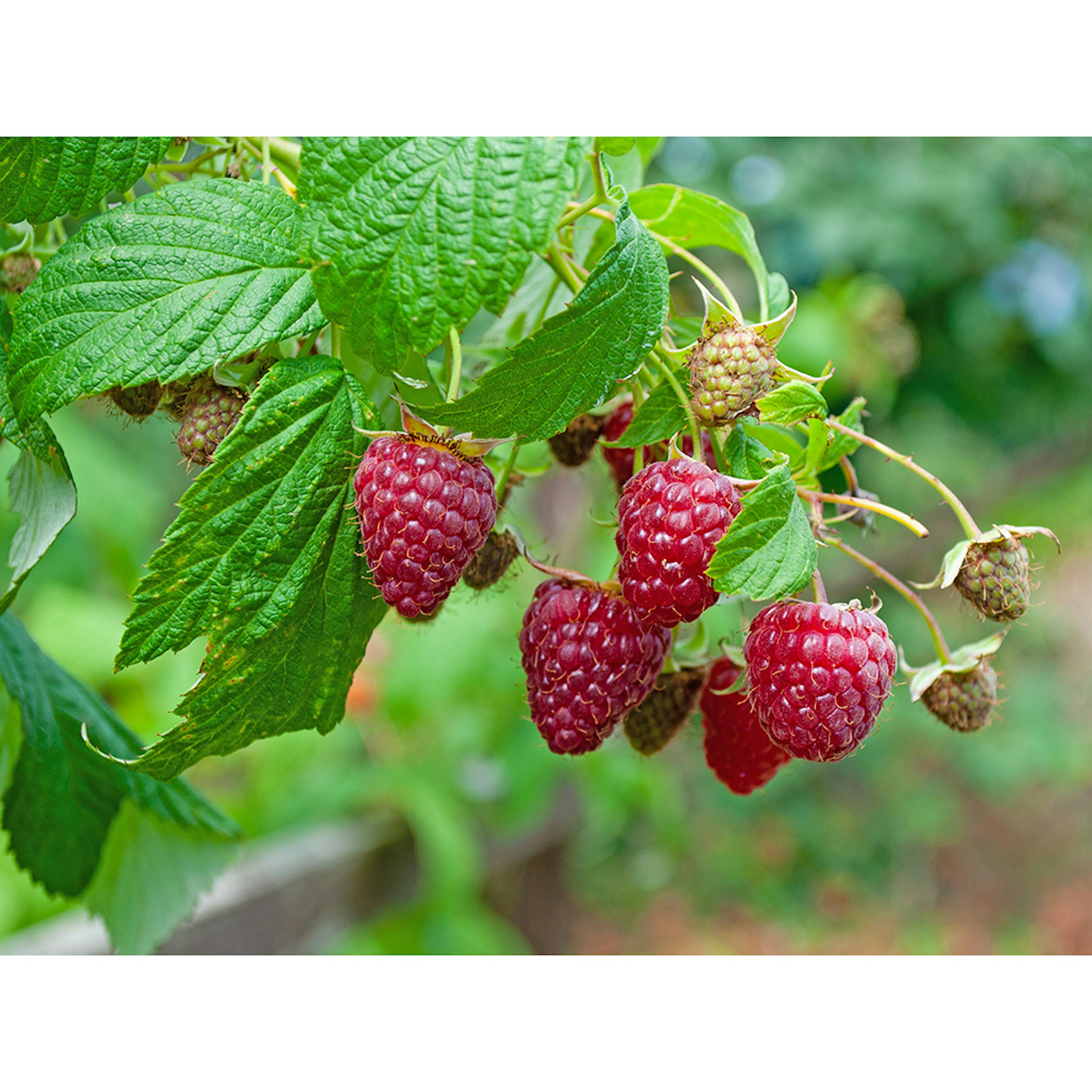 Hallon Omnia Garden Rubus Autumn Bliss E