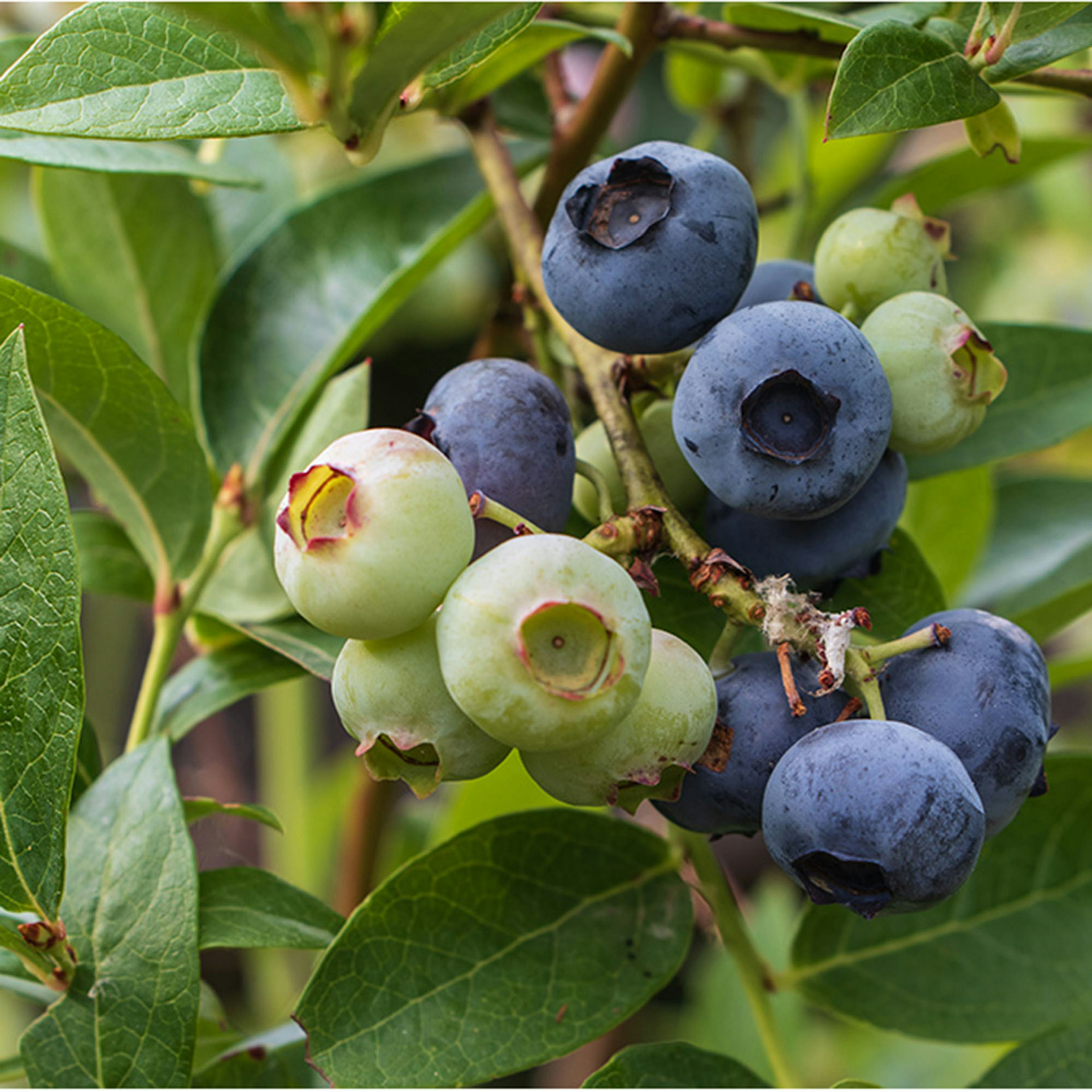 Blåbär Omnia Garden Hybrid Vaccinium Putte E