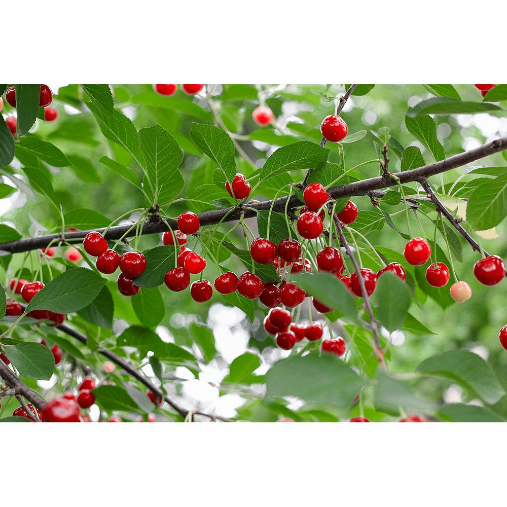 Körsbärsträd Omnia Garden Prunus Cerasus Berit