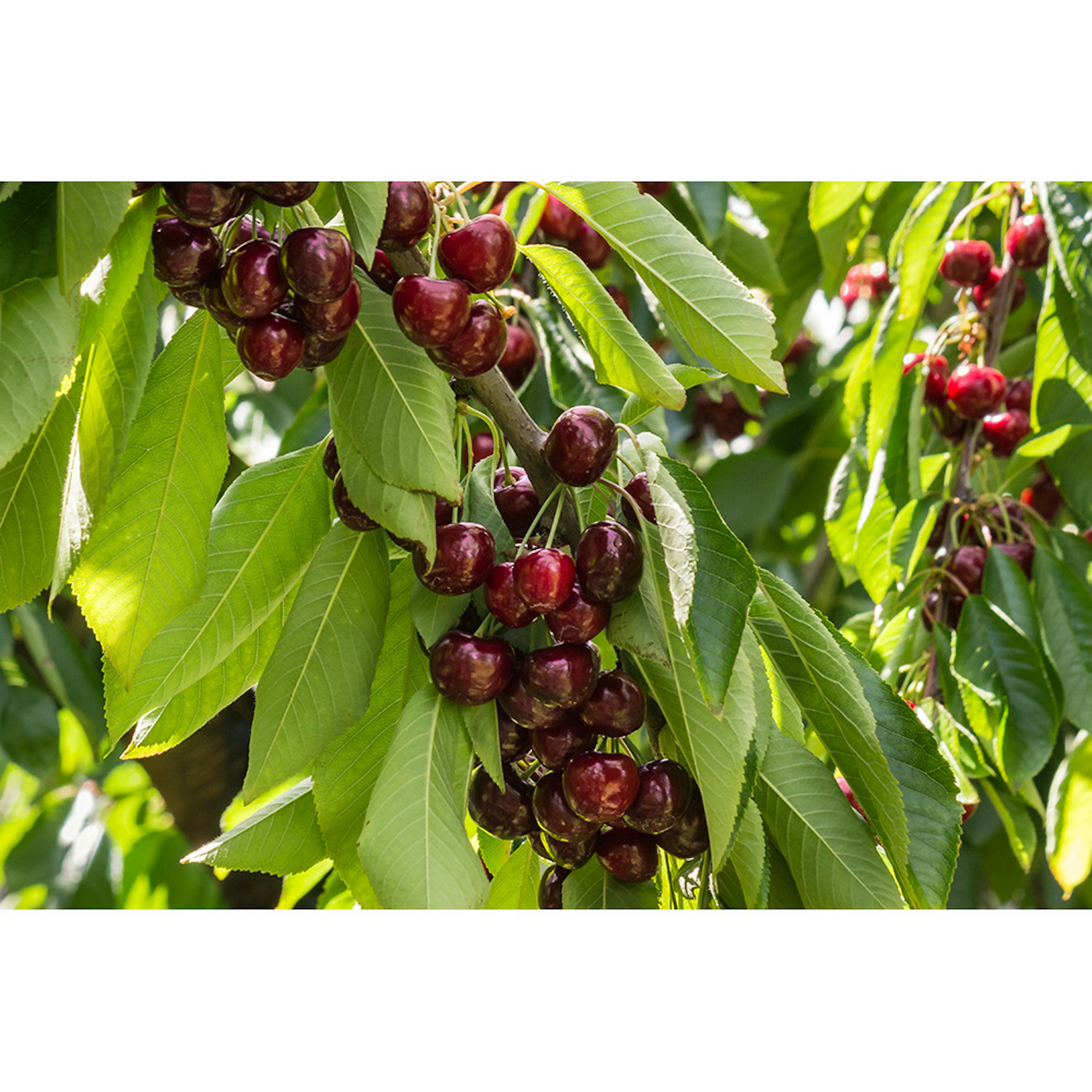 Körsbärsträd Omnia Garden Prunus Avium Stella E