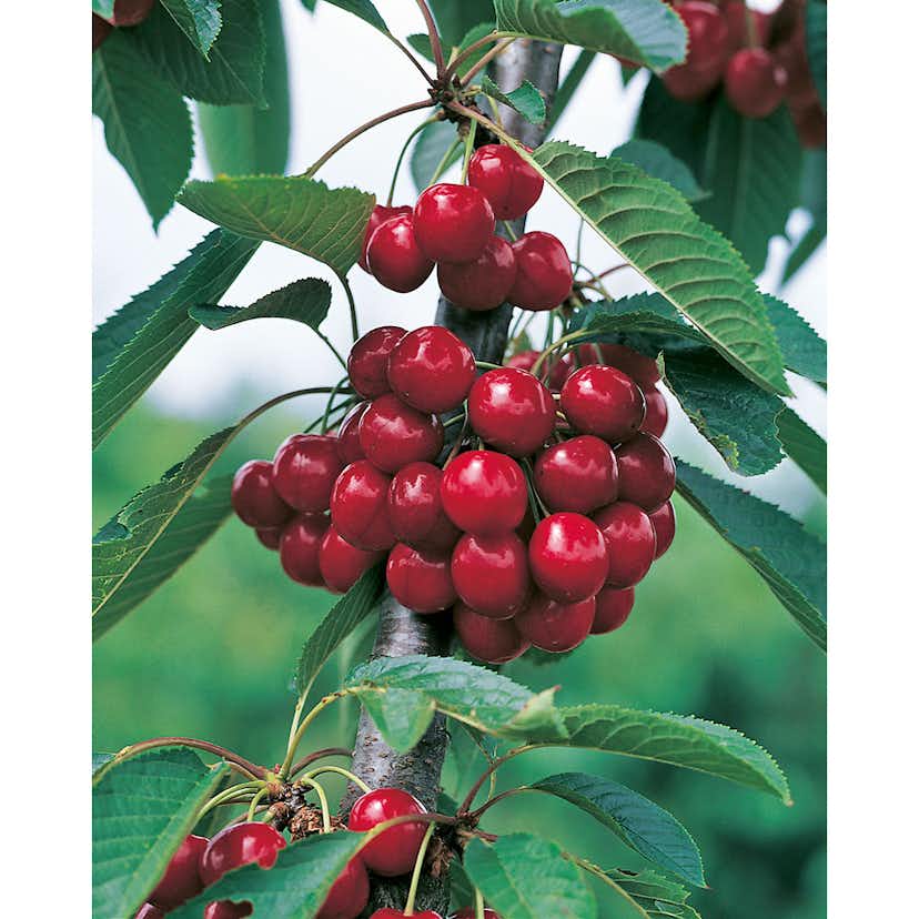 Körsbärsträd Omnia Garden Prunus Avium Sweetheart