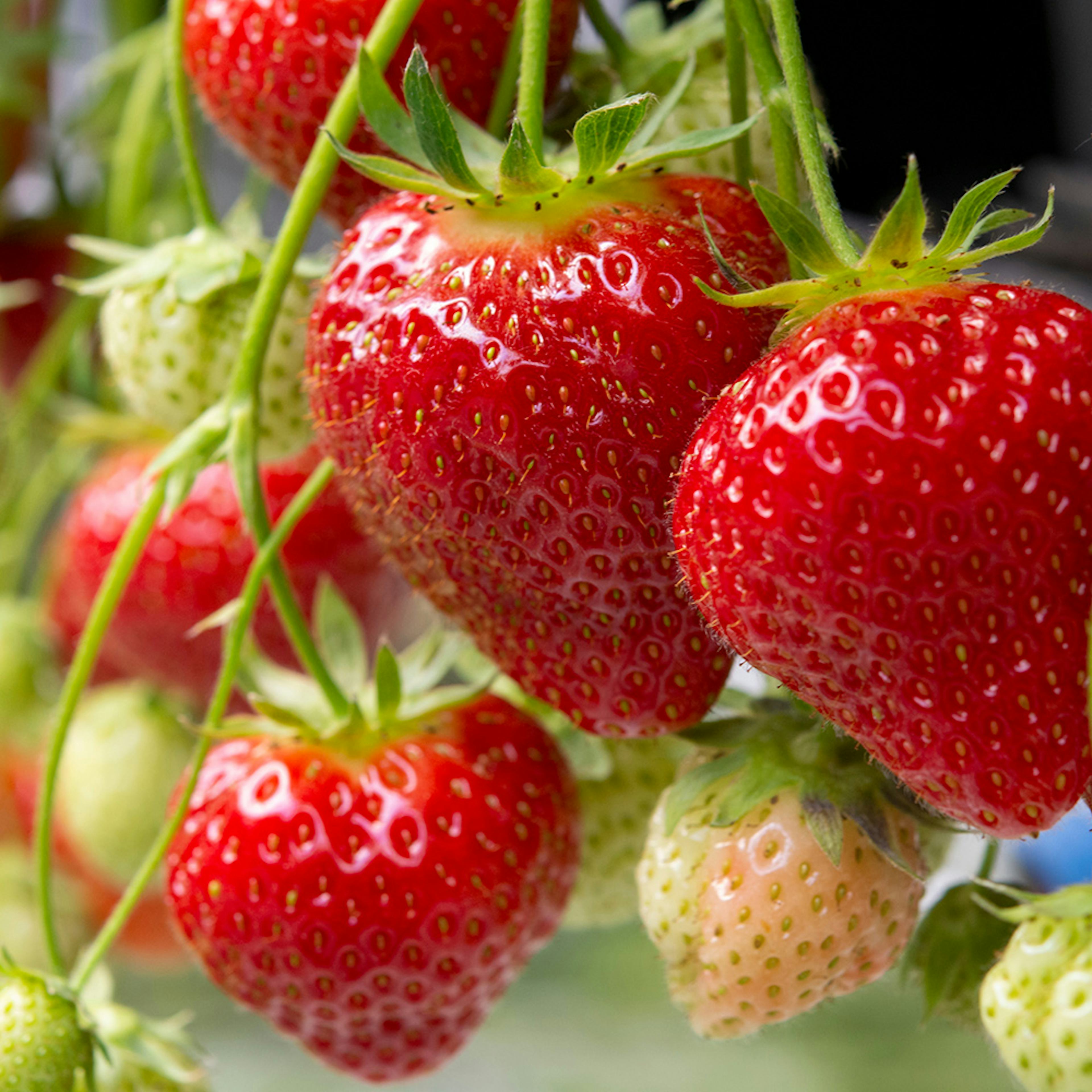 Jordgubbe Omnia Garden Fragaria Ananassa Polka