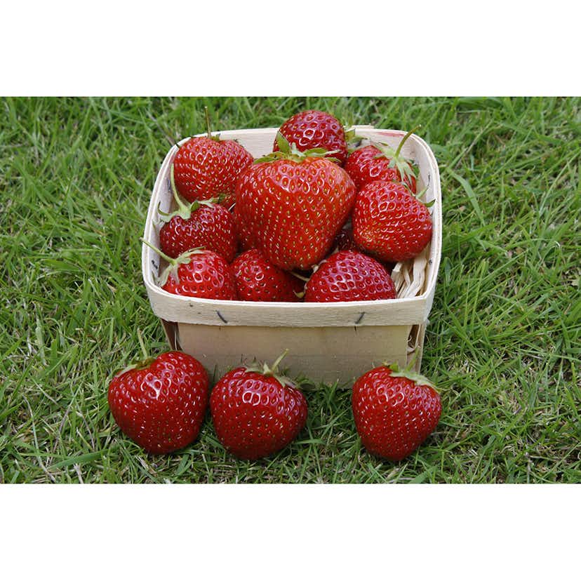 Jordgubbe Omnia Garden Fragaria Ananassa Rumba