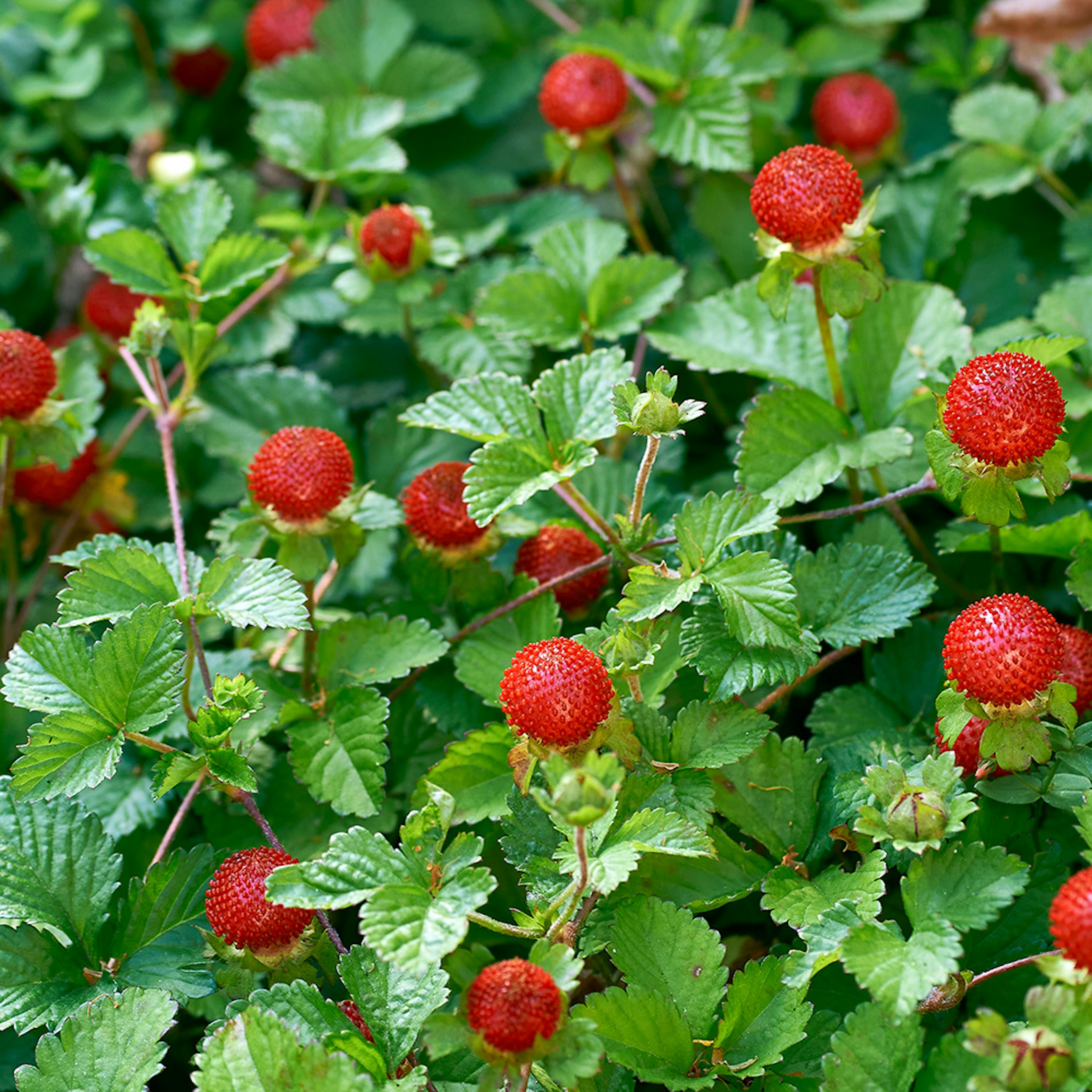 Smultron Omnia Garden Rügen Fragaria Vesca