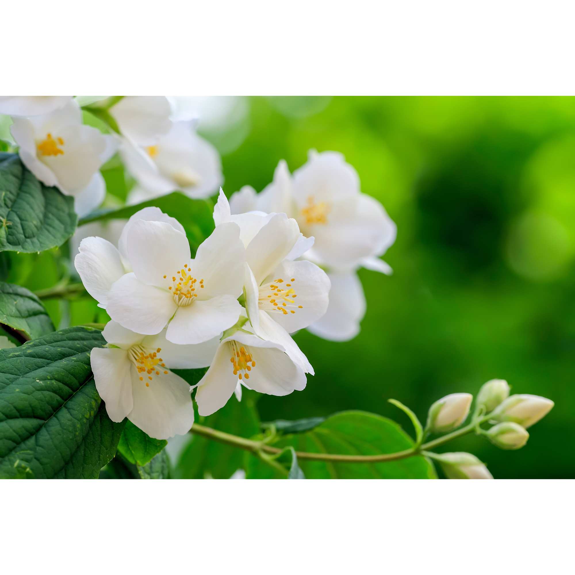 Doftschersmin Omnia Garden Philadelphus Coronarius Finn Co
