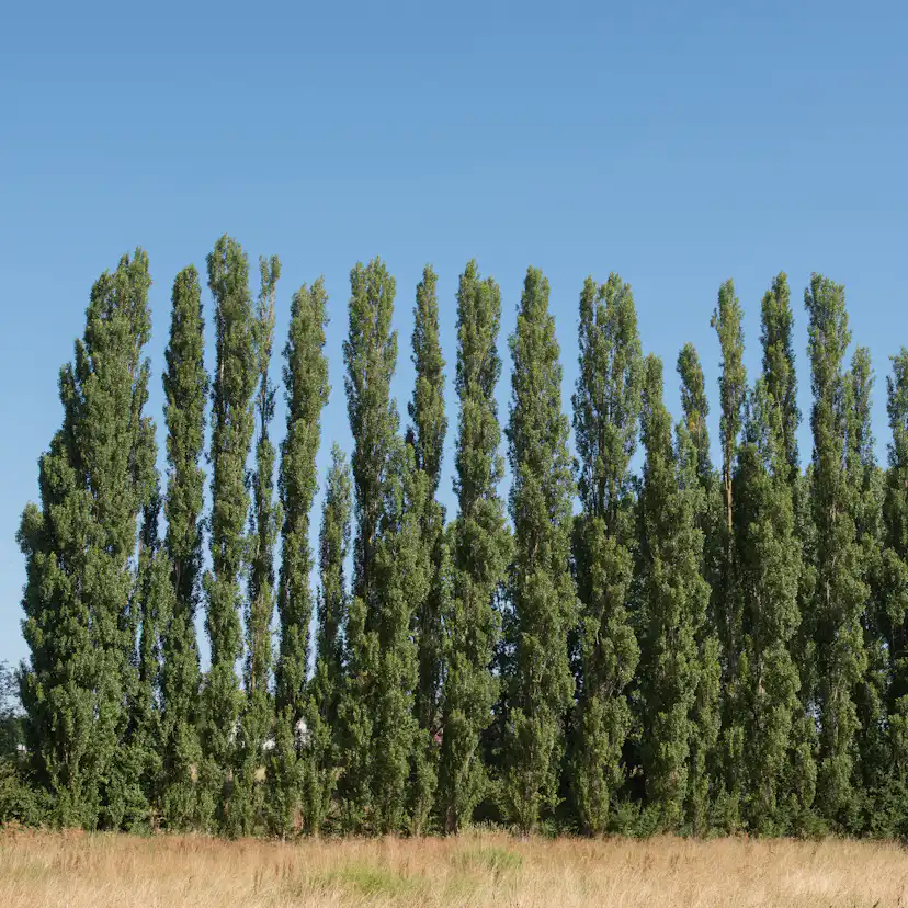 Italiensk Pelarpoppel Omnia Garden Populus Nigra Italica