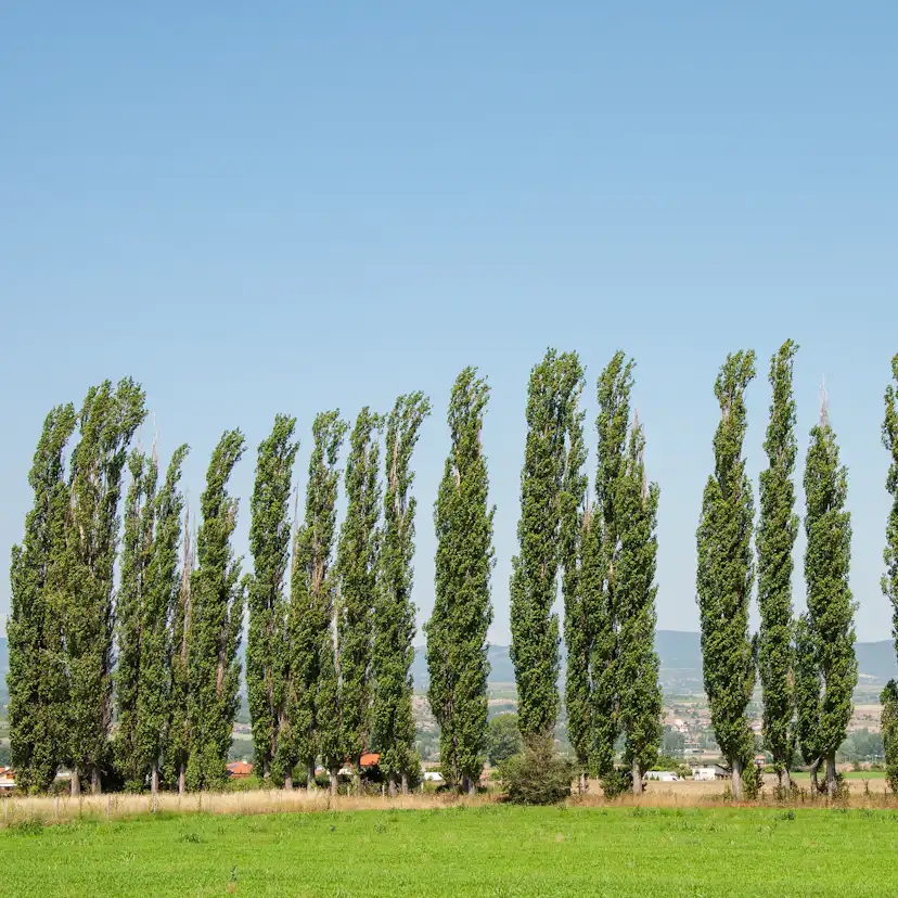 Italiensk Pelarpoppel Omnia Garden Populus Nigra Italica