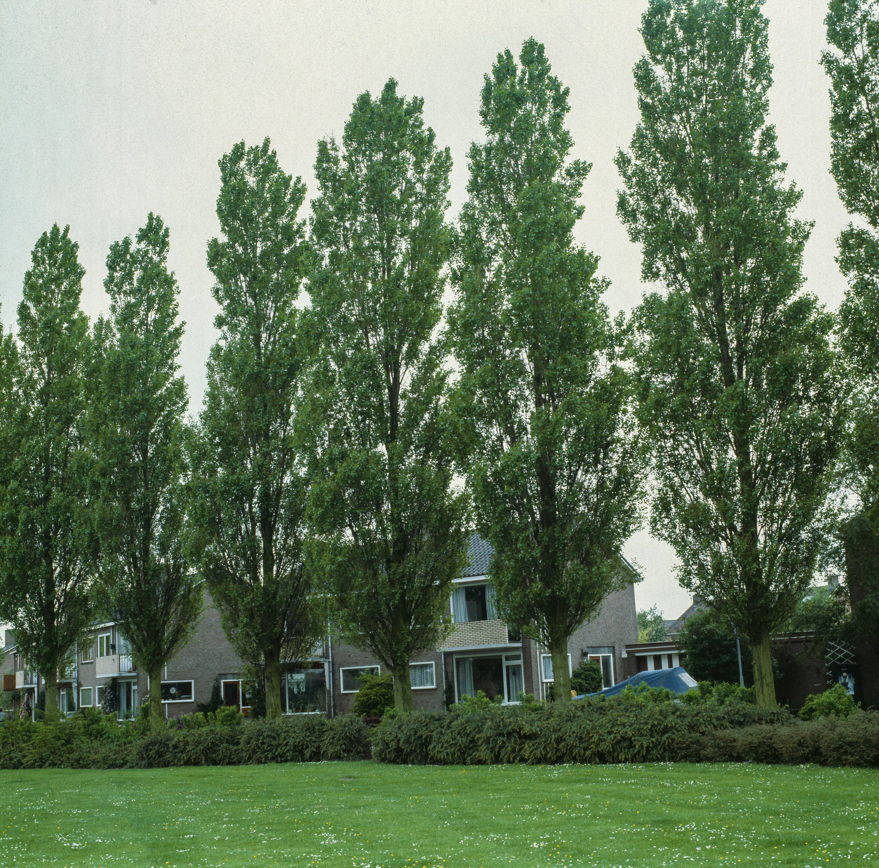 Italiensk Pelarpoppel Omnia Garden Populus Nigra Italica