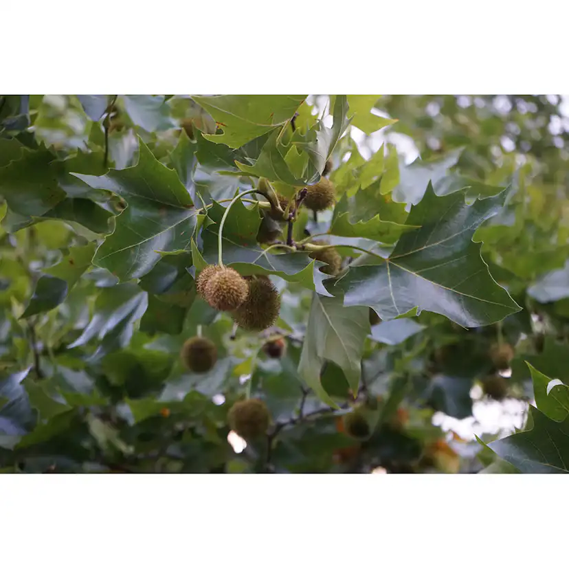 Platan Omnia Garden Platanus X Hispanica Högstam