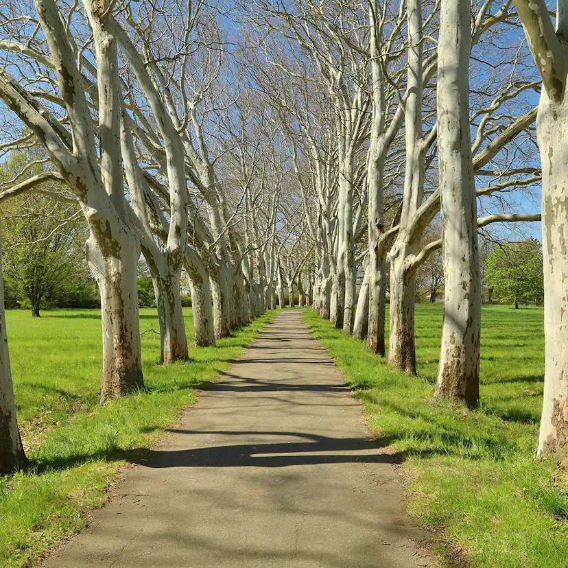 Platan Omnia Garden Platanus X Hispanica Högstam