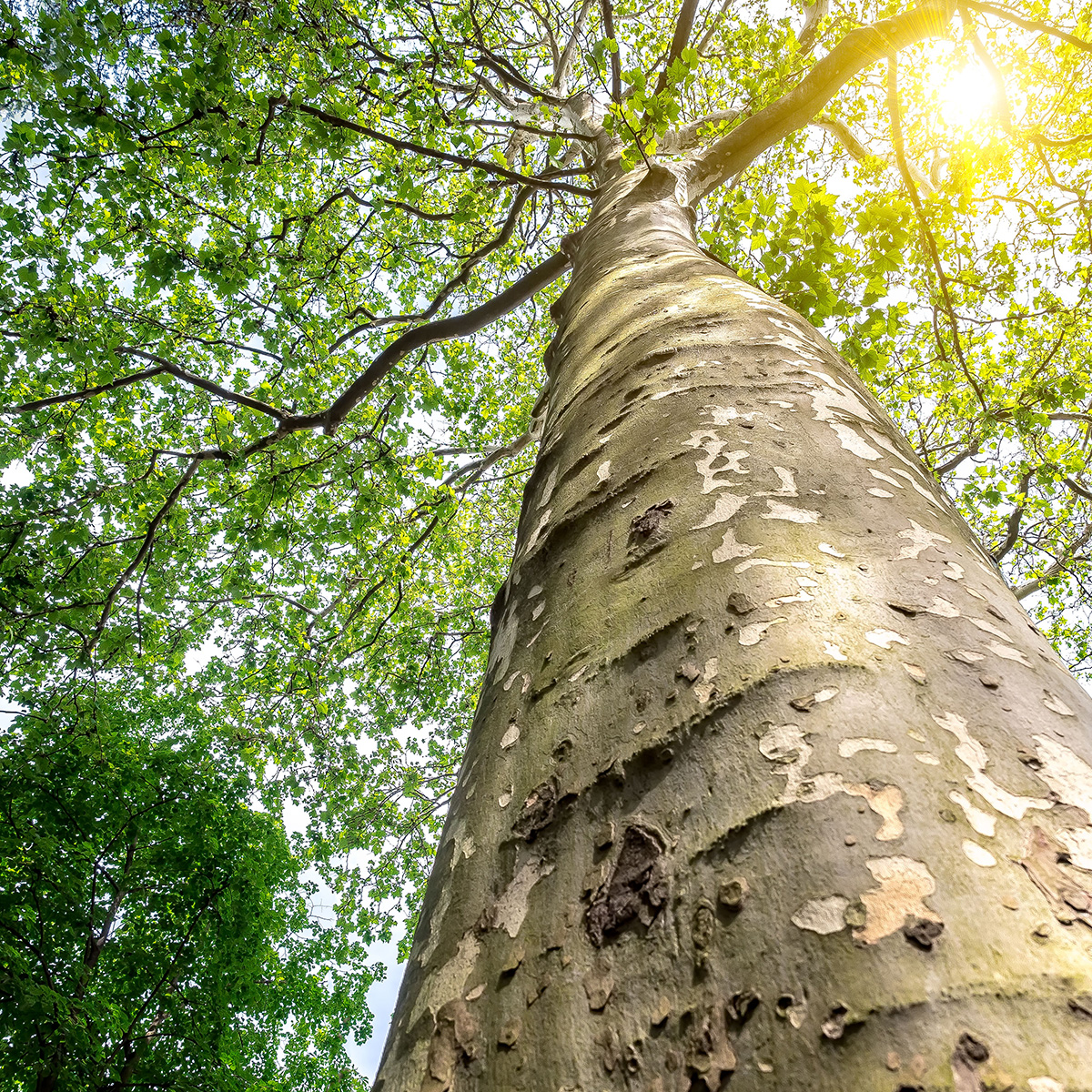 Platan Omnia Garden Platanus X Hispanica Högstam