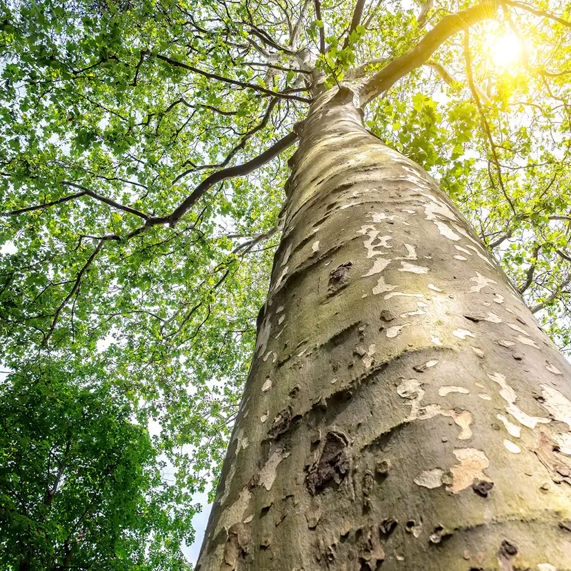 Platan Omnia Garden Platanus X Hispanica Högstam