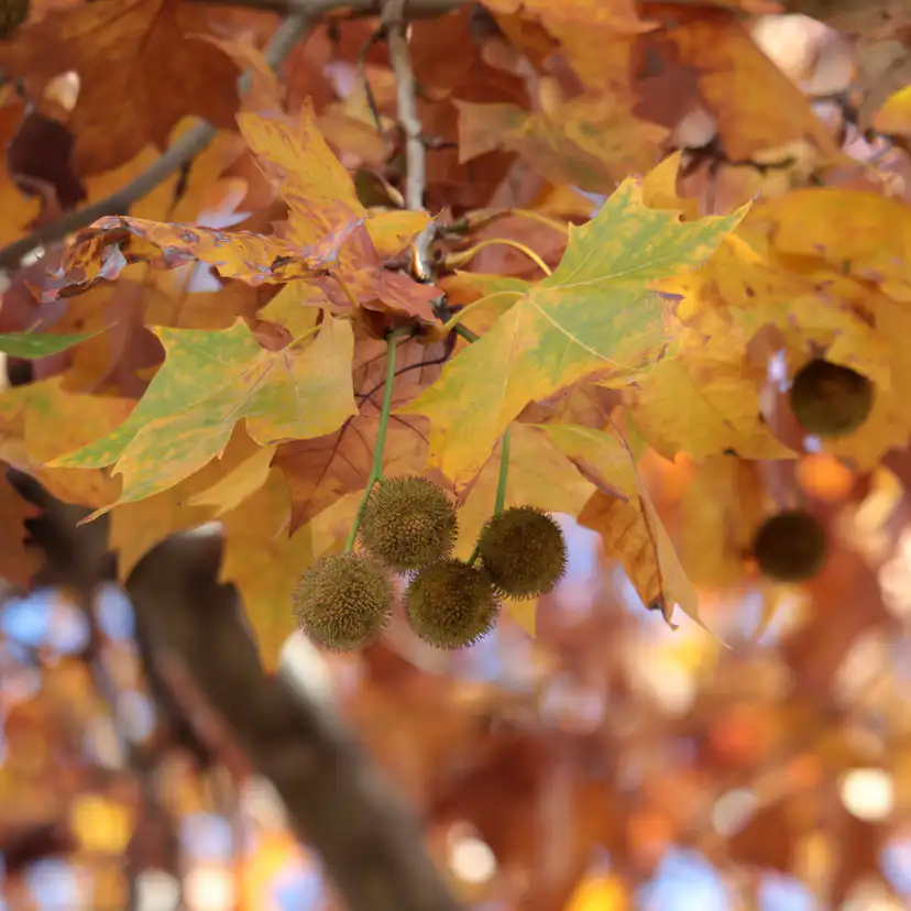 Platan Omnia Garden Platanus X Hispanica Högstam