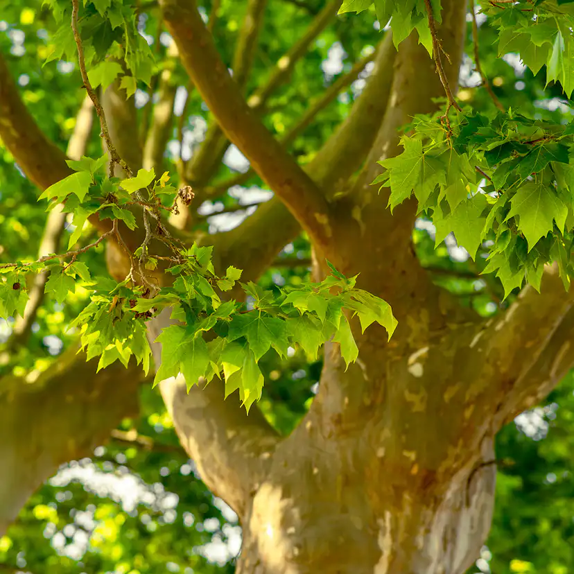 Platan Omnia Garden Platanus X Hispanica Högstam